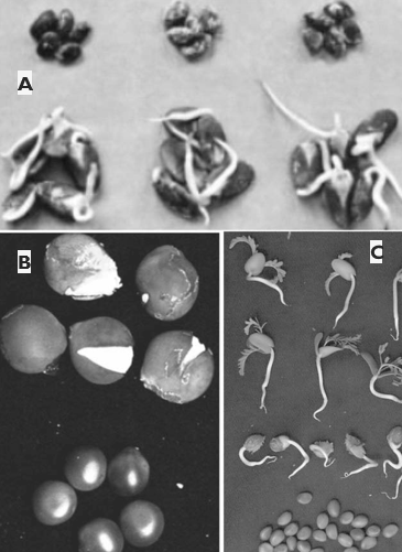 A three-panel close-up shows seeds at different stages, including unsprouted seeds, cracked seed coats, and germinated seeds with emerging roots and shoots.