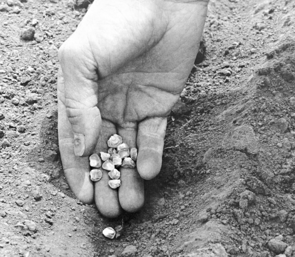 A hand holds corn seeds in a shallow furrow, ready to plant them in the soil.