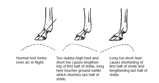 Diagram comparing three horse hoof flight patterns caused by hoof shape and heel length