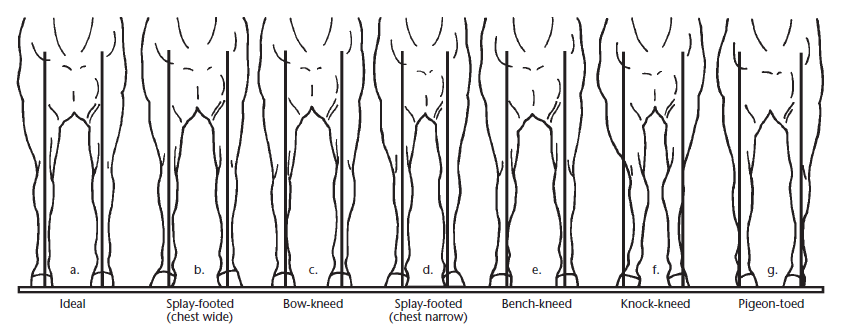 Diagram comparing seven front-leg conformation types in horses, including ideal, splay-footed, bow-kneed, bench-kneed, knock-kneed, and pigeon-toed.