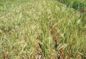 Winter wheat nearing maturity with no observable feral rye plants.