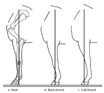 Diagram comparing three side-view horse foreleg conformations: ideal, buck-kneed, and calf-kneed.