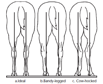 Diagram comparing three rear-view horse hind-leg conformations: ideal, bandy-legged, and cow-hocked.