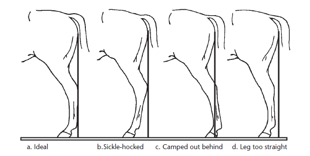 Diagram comparing four side-view horse hind-leg conformations: ideal, sickle-hocked, camped out behind, and leg too straight.