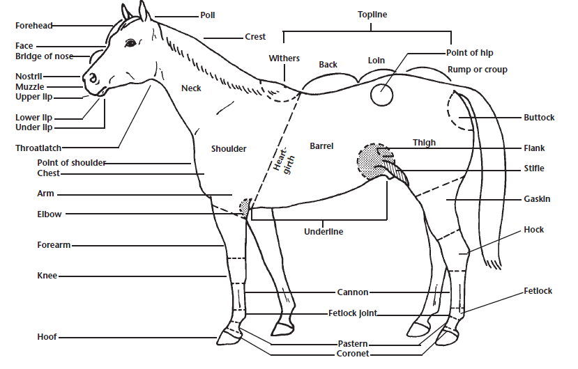 Labeled diagram showing the external parts of a horse, with callouts for the head, body, legs, and hindquarters.