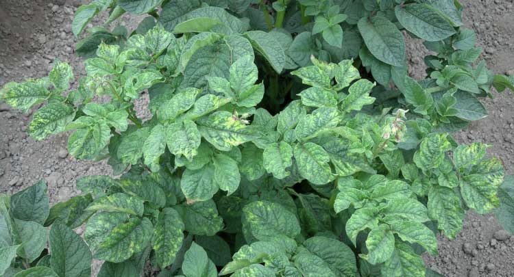 Leaves with yellow spotting.