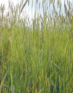 Feral rye plants growing above the canopy of winter wheat.