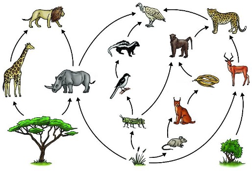 Graphical representation of complex food web.