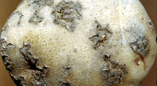 Potato with brown scabs.