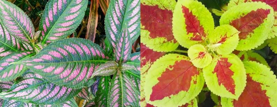 Left photo shows Strobilanthes spp., and right photo shows Coleus spp.