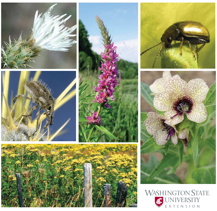 Top left: A white flower with thin, long petals in a cluster and a spiky base. Middle left: a small fuzzy brown bug. Bottom left: A field of tall yellow flowers. Center: a long purple flower. Top right: a metallic green bug. Middle right: a pale yellow flower with a purple center and purple lines. Bottom right: a WSU Extension logo.