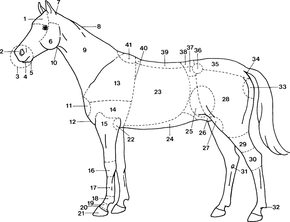 Diagram of a horse showing numbered external anatomical parts from the head and neck through the legs, body, and hindquarters. Numbers 1 through 41 correspond to the labeled parts listed beside the image.