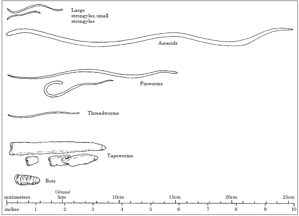 Illustration comparing the size and shape of common internal parasites of horses: large and small strongyles, ascarids, pinworms, threadworms, tapeworms, and bots. A scale along the bottom shows measurements in centimeters and inches.