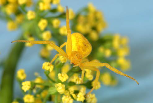 Crab spider (Thomisiidae) welcoming prey.