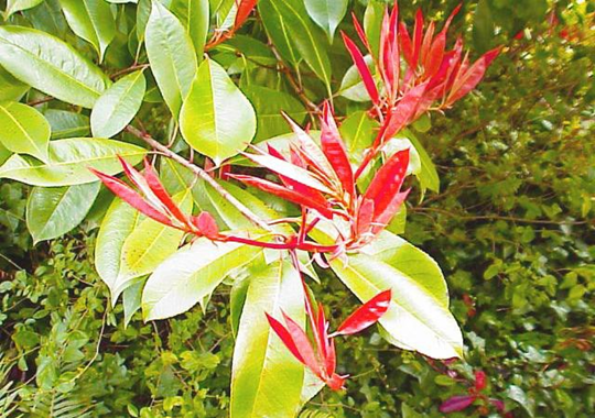 Juvenile reddening in Photinia protects expanding leaves. 