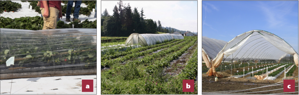 Three-panel image comparing crop protection structures in strawberry fields, including a low row cover, a covered field tunnel, and a high tunnel with rows of plants inside.