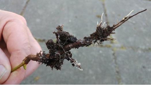 Mycorrhizal fungi associated with oak roots. 