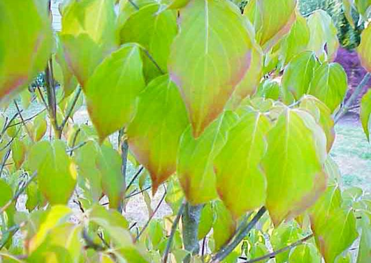 Poor drainage conditions cause marginal leaf reddening in this Cornus kousa.