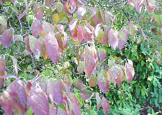 Pathogen attack on these Cornus leaves induces anthocyanin production.