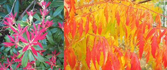 Left: photo shows Photinia spp., and the right photo shows Sumac spp.