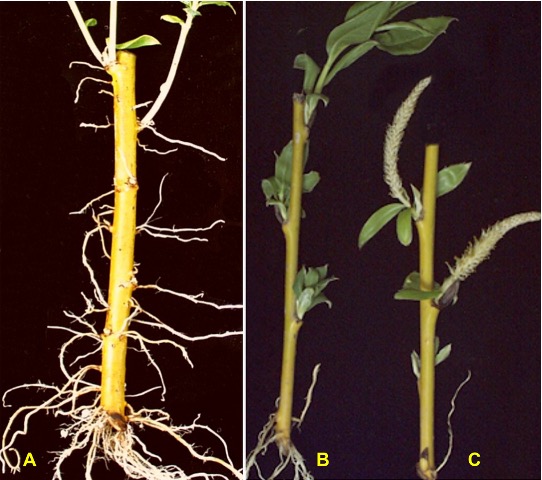 The rooting of willow hardwood cuttings can vary considerably with different propagation treatments. 