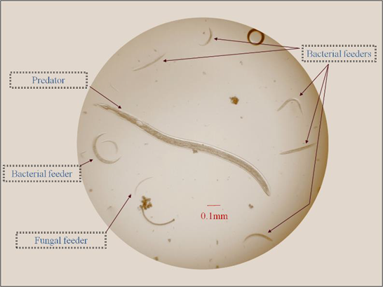 An image from a microscope slide shows nematodes isolated from agricultural soil.  Labels more clearly depict the feeding web.