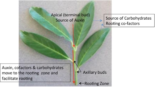 Adventitious root formation depends on the downward transport of auxin, rooting co-factors, and carbohydrates from plant leaves.