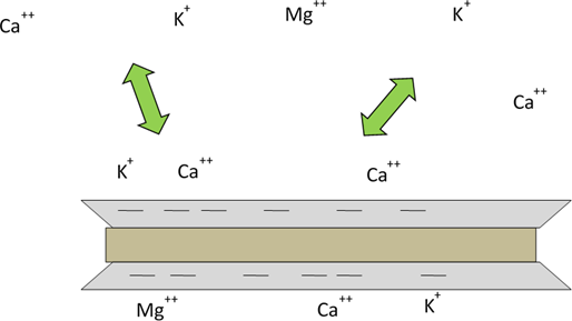 Simplified diagram of cation exchange showing cations held on a negatively charged clay particle and cations in solution.