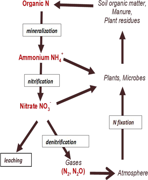 Soil nitrogen cycle: Organic N → mineralization → ammonium (NH4+) → nitrification → nitrate (NO3−). Plants/microbes take up NH4+ or NO3−; nitrate can leach or denitrify to N2/N2O gases. Biological N fixation adds N from the atmosphere.