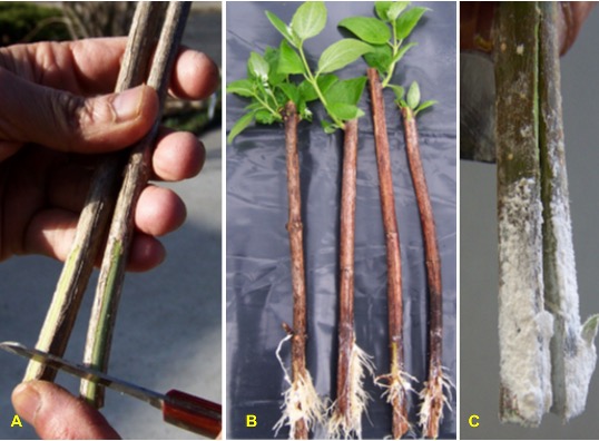Ways to wound a plant that promotes rooting