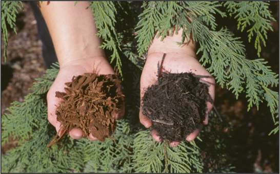 Someone holds bark mulch with a low nitrogen concentration (left hand) and yard debris compost with a moderate nitrogen concentration (right hand).