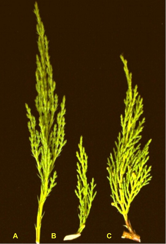 Three types of plant cuttings