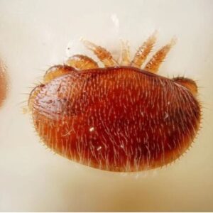 Close up of Varroa destructor mite