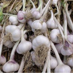 A pile of garlic bulbs