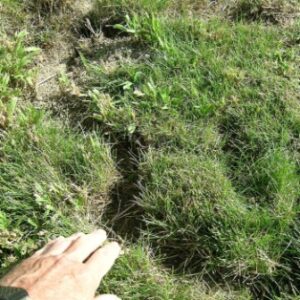 Runways cut through grass by voles