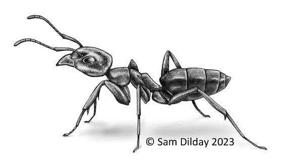 Artist’s black-and-white rendition of an odorous house ant worker. "Sam Dilday 2023" is written below the image.