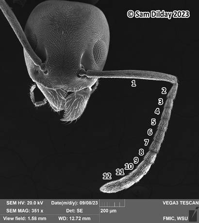 Scanning electron microscope (SEM) image of an odorous house ant worker’s head showing the twelve segmented antenna commonly used to identify this species. Numbers 1 through 12 are listed next to the segments, and the SEM graphic data, including kV, magnification, view field, date, width, and scale are listed below.