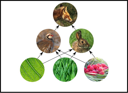 Graphical representation of a simple food web.