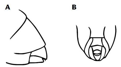 Artist’s line drawing rendition of the transverse ventral orifice. "A" is listed on the left, and "B" is listed on the right.