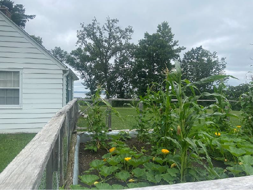 Vegetable garden with corn, beans, and squash.