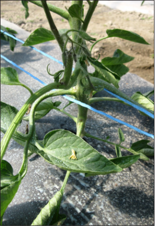 Tomato plant supported by strings