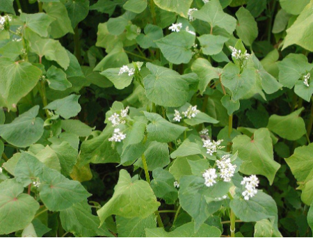 Green leaves with white flowers.