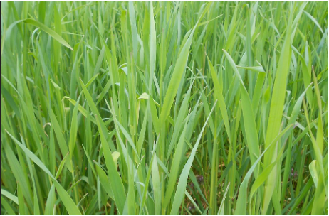 Tall green grass blades.