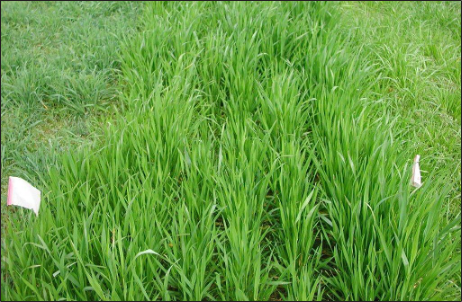 Tall green grass marked with white flags.