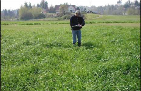 Man walking through green grassy field.