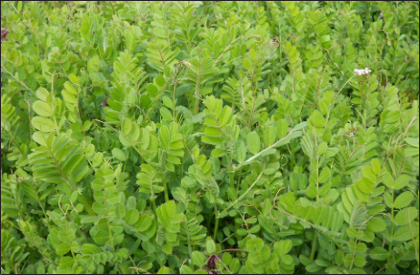 Green plant with small oval leaves.