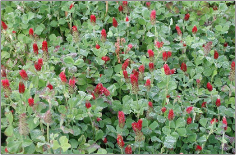 Green plant with red flowers.