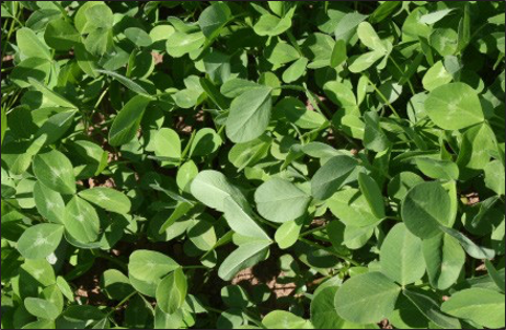 Green leaves of a red clover plant.