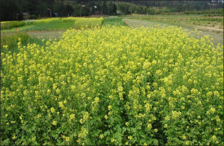 Green mustard plant with yellow flowers.