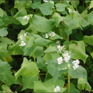 Green Buckwheat in early bloom with white flowers.